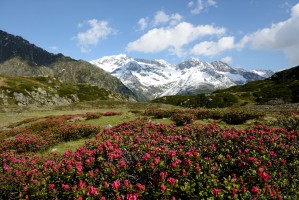 Rostblättrige Alpenrose (Rhododendron ferrugineum)