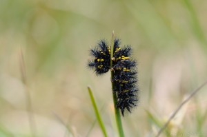 Raupe des Alpenscheckenfalter (Euphydryas cynthia)