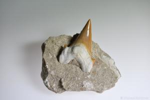 Fossiler Haifischzahn