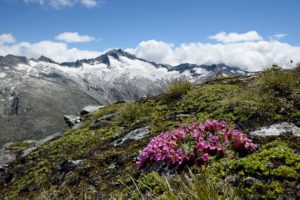 Zwerg-Seifenkraut vor Hochalmspitze