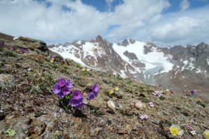 Speik vor Fluchtkogel