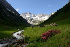 Alpenrosen vor Grundschartner