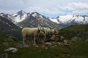 Schafe vor Granatenkogel und Hinterem Seelenkogel