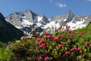 Rostblättrige Alpenrose (Rhododendron ferrugineum) mit Grundschartner und Mugler