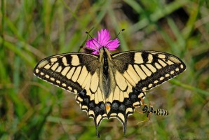 Schwalbenschwanz (Papilio machaon)
