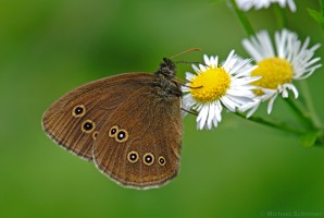 Schornsteinfeger (Aphantopus hyperantus)