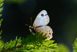 Schmetterling im Gegenlicht