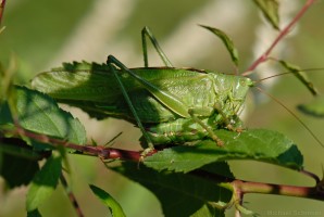 Großes Heupferd (Tettigonia viridissima) frisst Schmetterlingsraupe