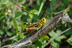 Große Höckerschrecke (Arcyptera fusc)