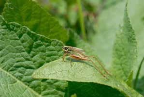 Roesels Beißschrecke (Metrioptera roeselii