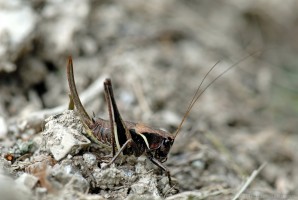 Alpen-Strauchschrecke (Pholidoptera aptera)