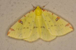 Gelbspanner (Opisthograptis luteolata)