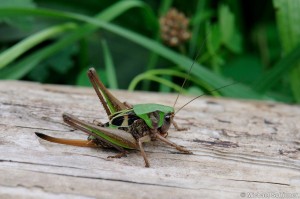 Heuschrecke