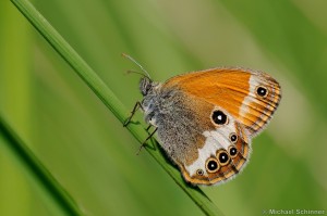 Weißbindiges Wiesenvögelchen (Coenonympha arcania)