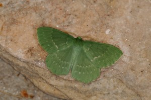 Grünes Blatt (Geometra papilionaria)