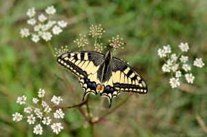 Schwalbenschwanz (Papilio machaon)
