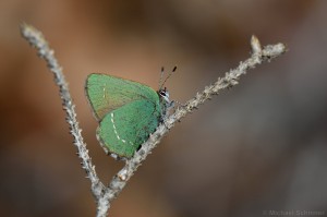 Grüner Zipfelfalter (Callophrys rubi)