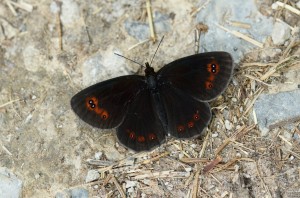 Mohrenfalter (Erebia)