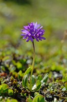Blauer Speik, Klebrige Primel (Primula glutinosa)