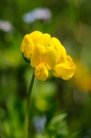 Gemeiner Hornklee (Lotus corniculatus)