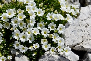 Alpen-Hornkraut (Cerastium alpinum)