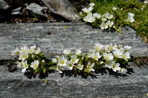 Hornkraut (Cerastium)