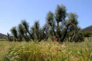 Olivenbäume (Olea europaea)