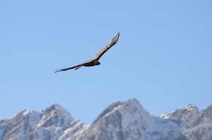 Steinadler fliegt über Berge